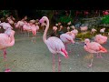 THE FLAMINGOS AT THE LA ZOO 🪷