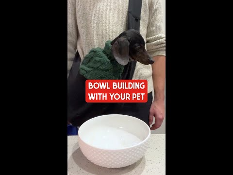 Build a Better Bowl: Kibble, Stella’s Solutions & Marie’s Magical Dinner Dust!