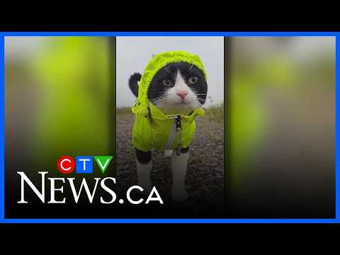 Ontario cat content creator gains 1M followers