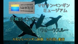 【うみがたり】マゼランペンギンミュージアム【上越水族館】