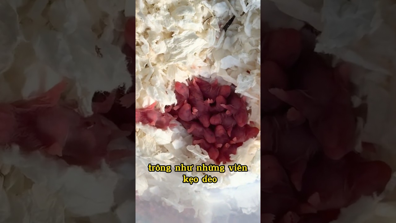 80 Ngày Lột Xác Của Hamster: Từ ‘Kẹo Dẻo’ Thành ‘Báo Thủ’ 😱🐹 #hamster #pets #animals