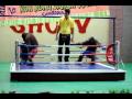 Orangutan Boxing