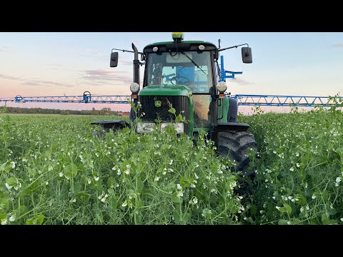 I've never seen peas like this before! Will this be a record?!