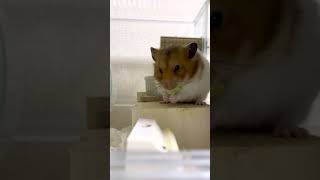 もぐもぐ☆ポン汰  初めてのキャベツ
