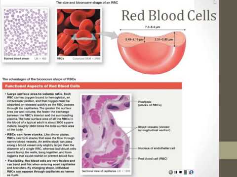 Blood and Blood Vessels - Part 1
