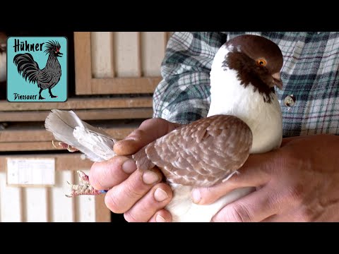 🕊️Rassetauben: Ralfs Tipps zu Zucht und Haltung Teil 1