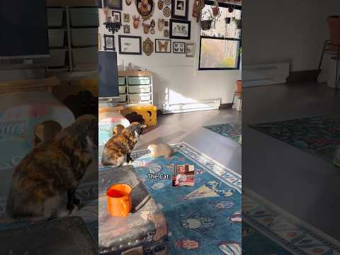 Cute prairie dogs core #prairiedogs #groundhogs #animals #animal #funny