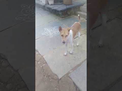 🐶 🐶 🐶 🐶 🐶 🐶 🐶 🐶 🐶 🐶 #hungry #Dogs#vennela 🐕🐕🐕❤️❤️🐾🐾🐾