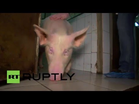 Russia: First Russian-made aortic valve successfully implanted in pig