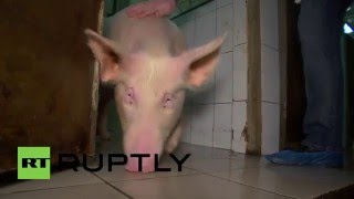Russia: First Russian-made aortic valve successfully implanted in pig