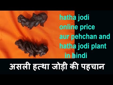 download lagu mp3 mp4 Hatha Jodi Price, download lagu Hatha Jodi Price gratis, unduh video klip Hatha Jodi Price