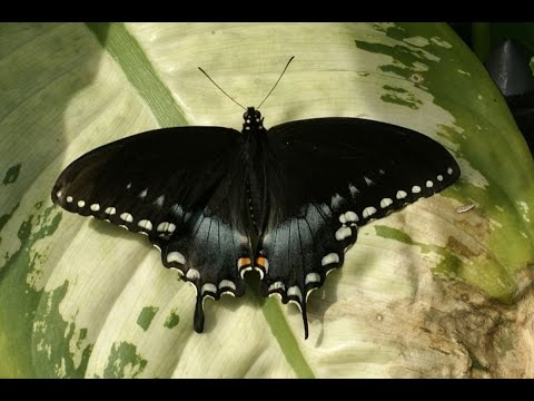 Papillons - Documentaire Animalier