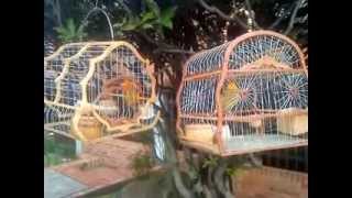 canarios criollo de Bosa recreo (Bogota Colombia)