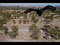 Drone Vs 3 Wedge Tailed Eagles