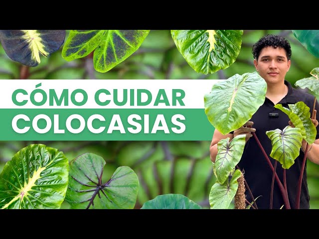 Vídeo relacionado con Boland 10134173 - Máscara de Ojos Mama Legba, Bronce, tamaño estándar