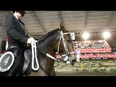 TORMENTA PERFECTA DE DOS PASOS, GRAN CAMPEONA TROCHA COLOMBIANA MARIQUITA TOLIMA GRADO A 2025