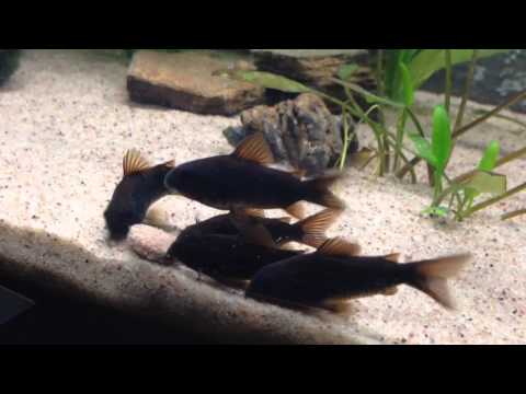 Corydoras black Venezuela feeding.