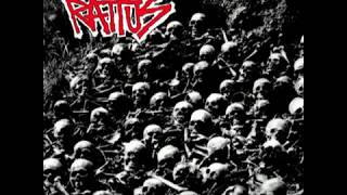 Rattus - st