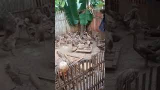 Download lagu Peternak muda Bebek sukses di usia dari mesin tetas hingga besar alhamdulillah mp3