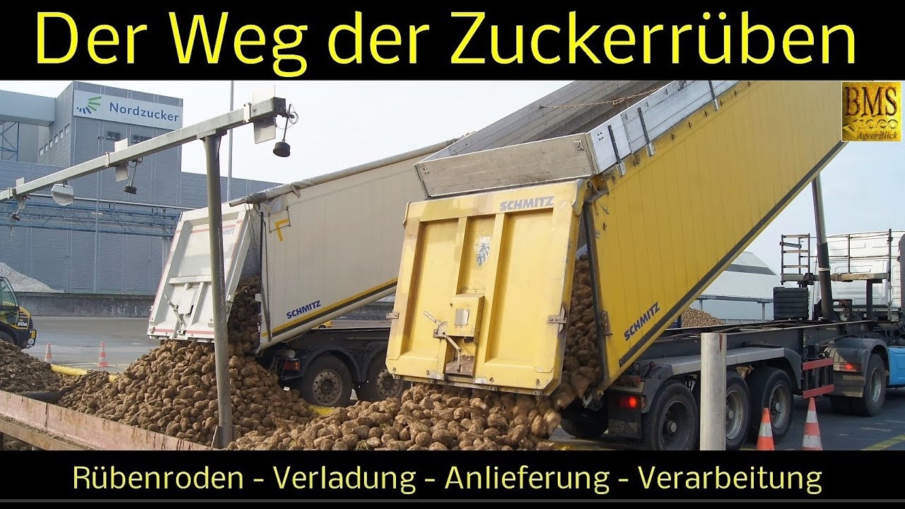 Der Weg der Zuckerrüben vom Feld bis zur Verarbeitung - Zuckerrübenernte 2017.