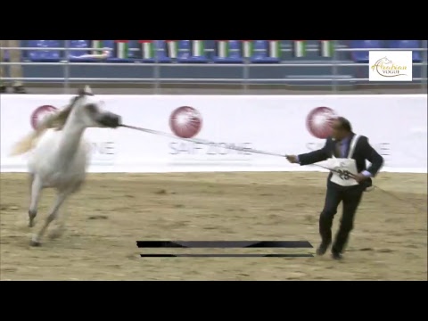 sharjah international arabian horse show