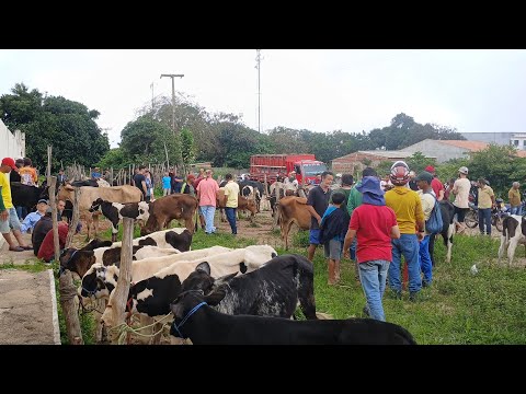 FEIRA DO GADO NA IBIAPINA CEARÁ DIA 08/03/26