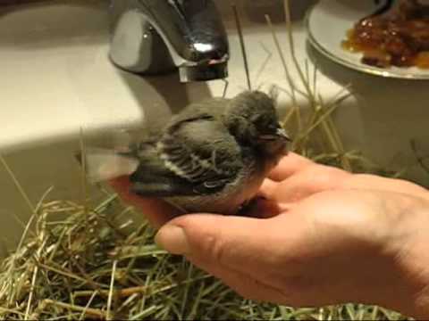 Die kleine Bachstelze von Ergoline