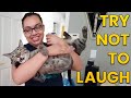 Try Not to Laugh Challenge 😂 Funny Fails
