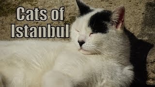 Cats of Istanbul, Turkey (İstanbul, Türkiye Kediler)