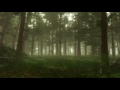 Forest Sounds Woodland Ambience Bird Song