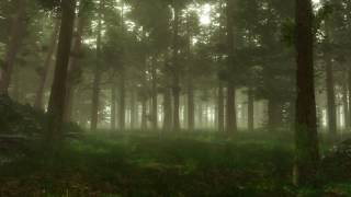 Sound Effects Library - Forest, Day video