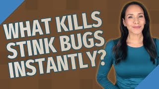 What kills stink bugs instantly?