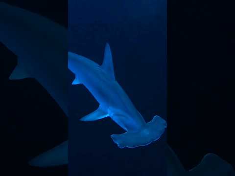 5 MOST DANGROUS places for SCUBA DIVING 🦈🤿 #shorts #travel #adventure