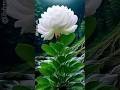 Beautiful Natural Flower Flowers​​ Roseflowergarden​​ Trading​​ Reels​​ Viralshorts�
