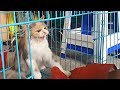 Very Very Angry Cat Attacks HISS AND GROWL