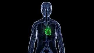 Graig Leon - Donkeys Bearing Cups.flv