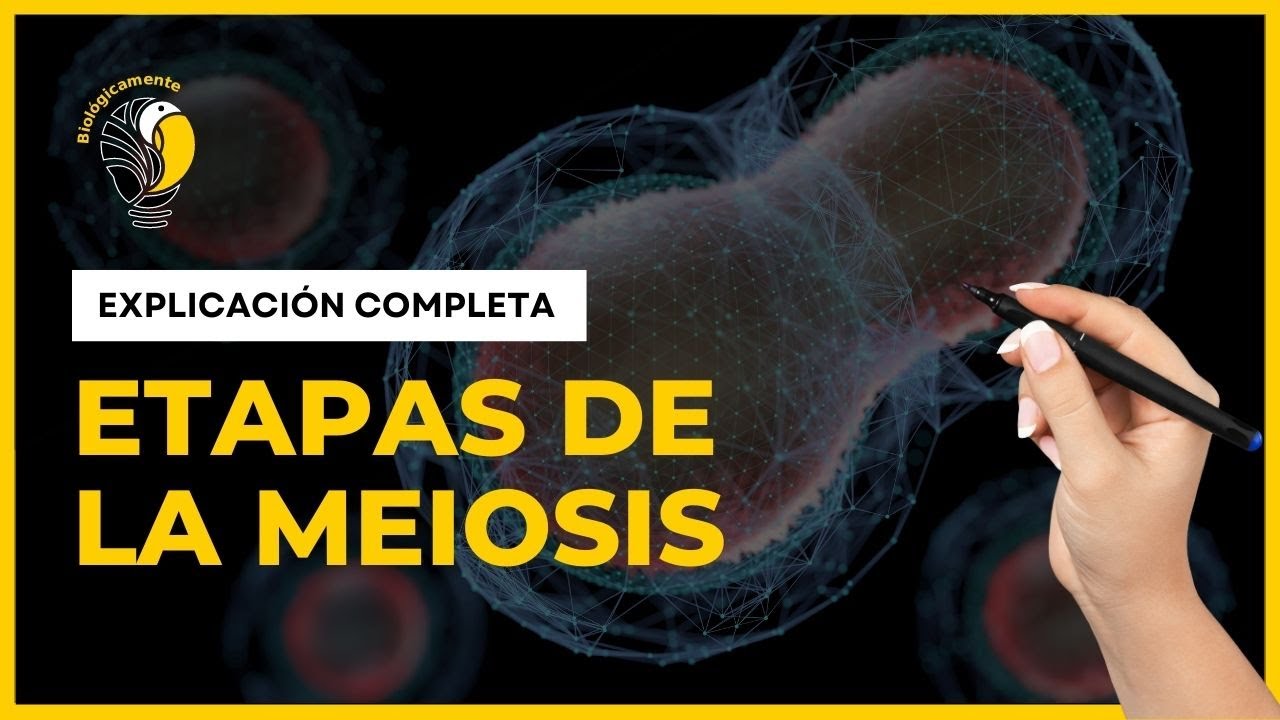 DIVISIÓN CELULAR - MEIOSIS 🟠 (Explicación COMPLETA)