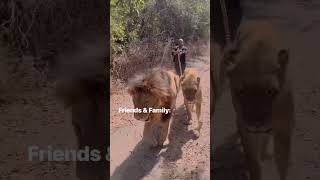 My Lion walk at Fathala wildlife reserve park, Senegal Africa #solotravel #shorts #lions