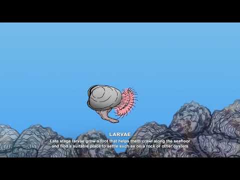 Oyster Life Cycle