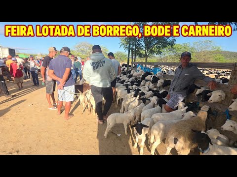 FEIRA DE ANIMAIS DA VILA DO JERIMUM TAQUARITINGA DO NORTE-PE 12/07/2026