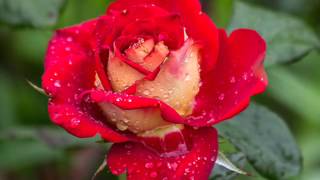 George Jones  A Picture of Me Without You