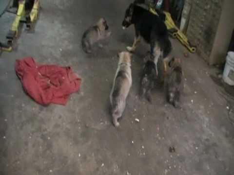 Livinghaus puppies-Hammer x Meloni