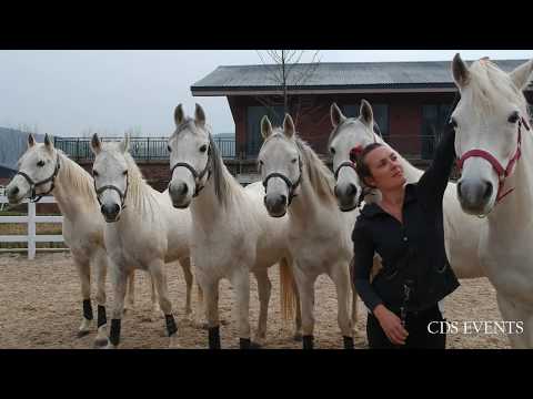 Liberty with 6 Arabian Horses
