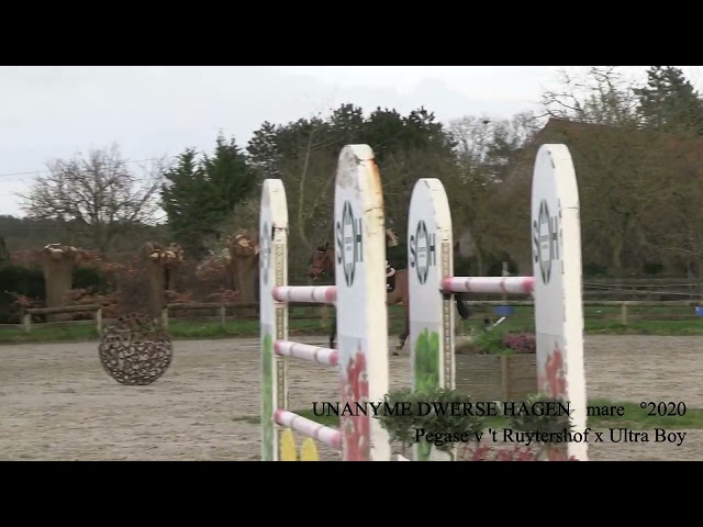 Pegase van 't Ruytershof x Ultra Boy