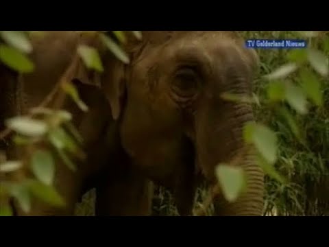 GLD Nieuws 19 februari 2008 - Nieuws