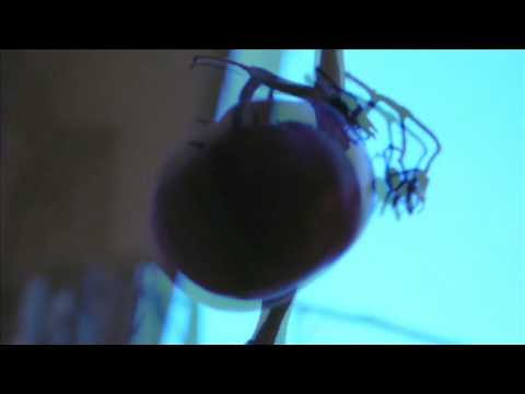 Video thumbnail for Blue Moon