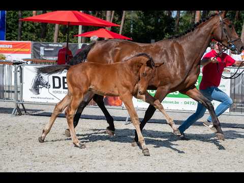 Darelius de Vulpes Mel (HH CONRAD x COTE D'OR Z) - Video 2 video thumbnail