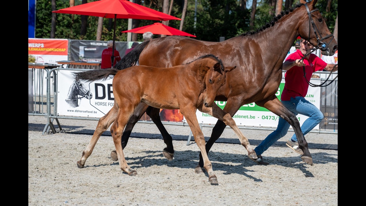 Darelius de Vulpes Mel (HH CONRAD x COTE D'OR Z) video 1