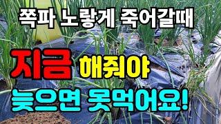 쪽파 지금쯤 잎끝이 마를때 자세히 보면 뭐가 문제인지 보여요. 쪽파병충해 살균제