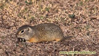 preview picture of video 'European ground squirrel / Popandau,  Citellus citellus'